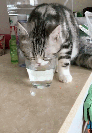 喝水 杯子 猫咪 可爱