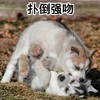 萌宠 汪星人 扑倒强吻 你是逃不走的 可爱 调皮
