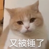 萌宠 喵星人 又被锤了 难受 呆萌 搞怪