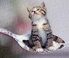 萌 猫 迷你 小奶猫 勺子