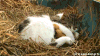 鸭子 猫咪 动物 温馨