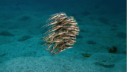 丝带鳗鱼 海底世界 纪录片 鱼群