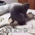 猫咪 枕头 对视 我要睡了你