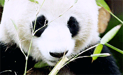 大熊猫 吃货 竹子 呆萌