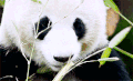 大熊猫 吃货 竹子 呆萌