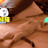 二哈 狗狗 汪星人 萌宠 可爱