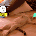 二哈 狗狗 汪星人 萌宠 可爱