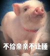萌宠 猪 我要亲亲 不给亲亲不让睡 调皮 可爱