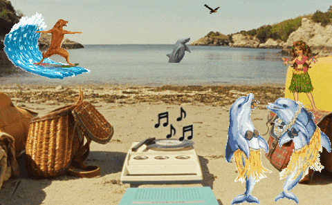 海滩 海豚 草裙舞 冲浪的狗