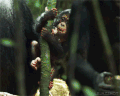 宝贝 猴子 黑猩猩
