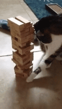 猫咪 积木 聪明 可爱