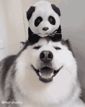 熊猫 狗 憨笑 可爱