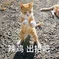 萌宠 猫咪 猫 喵星人 拳头 辣鸡 出招吧 斗图