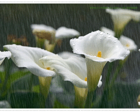 下雨 风景 花朵
