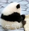 萌宠 熊猫 生气 气呼呼 呆萌 可爱