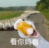 萌宠 小鸭子 看你妈看 你瞅啥 搞怪 逗