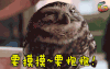动物 猫头鹰 萌宠 卖萌 可爱 soogif soogif出品 要摸摸 要抱抱