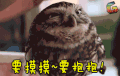 动物 猫头鹰 萌宠 卖萌 可爱 soogif soogif出品 要摸摸 要抱抱