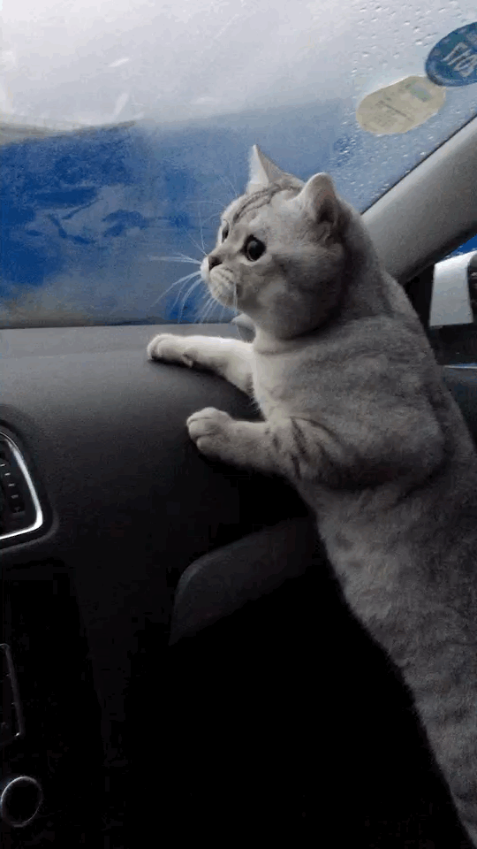 猫咪 雨刷 玻璃 汽车