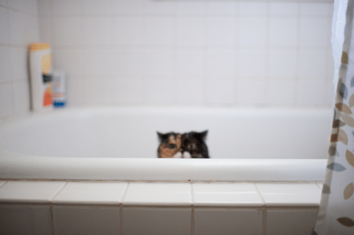 猫 浴缸 洗澡