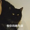 萌宠 喵星人 有你吗够无语 你走开 警觉 顽皮