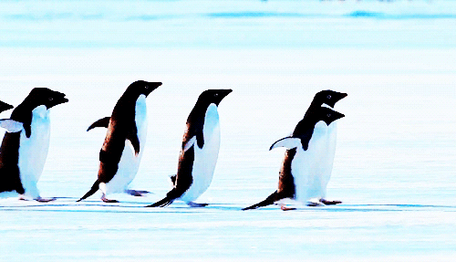 企鹅 penguin 野生动物 小碎步