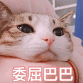 萌宠 猫 猫咪 喵星人 委屈巴巴 伤心