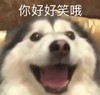 萌宠 汪星人 你好好笑 开心 呆萌 可爱
