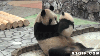 小熊猫 亲吻 熊猫妈妈 可爱