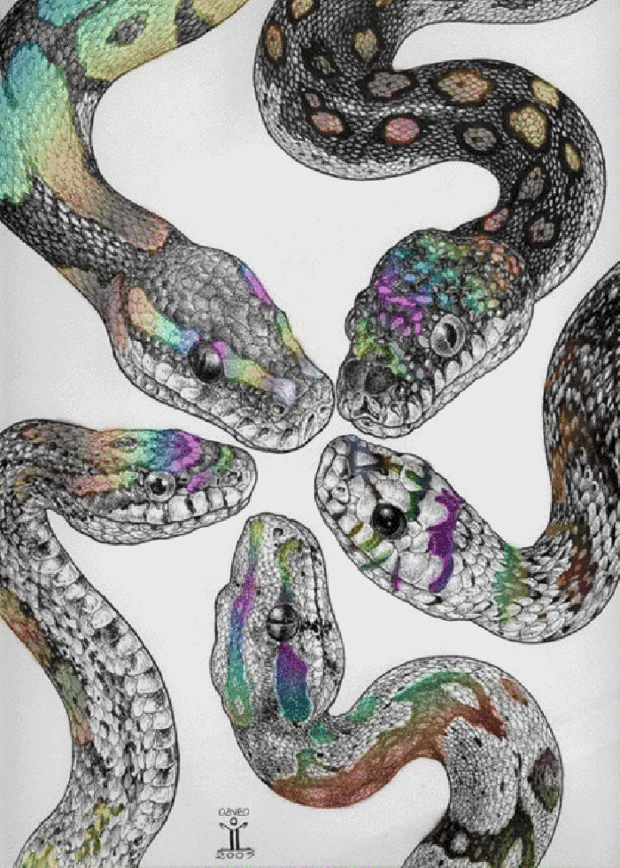 视觉 蛇  彩色 变幻