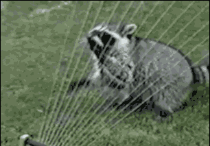 浣熊 raccoon 建国后动物不许成精 弹竖琴 玩水