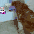 汪星人 可爱 萌宠 狗狗 二哈