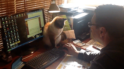 小猫 可爱 电脑 室内