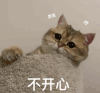 萌宠 猫星人 搞怪 沙雕 逗