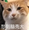 萌宠 猫星人 愁到脑壳大 无奈 搞怪 呆萌