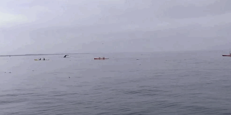 皮划艇   鲸鱼    漂亮  可爱  卡哇伊