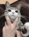 喵星人 猫