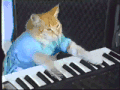 钢琴 猫猫 弹琴 键盘猫
