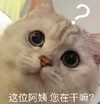 萌宠 猫星人 这位阿姨 您在干嘛 好奇 搞怪 逗