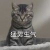 萌宠 猫星人 猛男生气 凶巴巴 呆萌 可爱