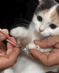 猫咪 剪指甲 不要 可爱