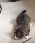猫咪 扭屁股 搞笑