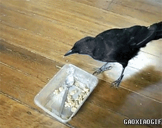 乌鸦 智商 鸟 有爱 喂食 感动