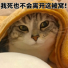萌宠 喵星人 我死也不会离开被窝 被窝里真舒服 可爱 呆萌