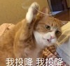 萌宠 猫星人 我投降 我认输 呆萌 可爱