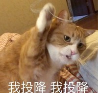 萌宠 猫星人 我投降 我认输 呆萌 可爱