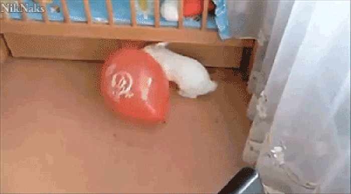气球 搞笑 小兔子 爆炸 吓死宝宝了