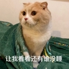 萌宠 喵星人 让我看看还有谁没睡 睡觉 呆萌 可爱