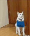 动物 猫咪 搞笑 可爱