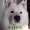 萌宠 狗 汪星人 不苟言笑 不狗言笑 拒绝